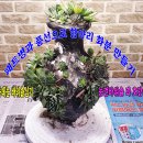 항아리와바위솔 이미지