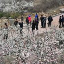 양산서 매화축제 개막.. 이미지