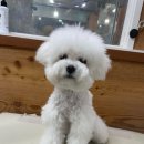 더사랑할개 이미지