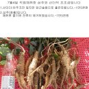 산더덕/삽주(창출)조금판매합니다 이미지