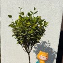 황금초등병설 이미지