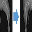 초이스외과동물병원 | 송도동물병원 슬개골탈구 – 우리 아이 사례와 관리 팁– 초이스외과동물병원