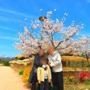 양동 | 벚꽃 시즌 경주 양동마을 후기｜시간이 멈춘 듯한 한옥마을 🌸
