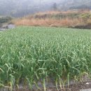 돌산가축 이미지