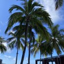 하와이 키즈풀 | 하와이 쉐라톤 와이키키 수영장 키즈풀 슬라이드 Rumfire 칵테일 후기