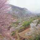 4월4(목)/금산 산꽃술래길 산벚꽃&함초롱수목원 숲길따라 이미지