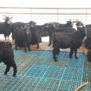 초방리 농장 이미지