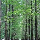 보보스캇 캠핑장 이미지