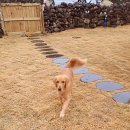 요호르기스테이 이미지