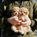 여기대박이네 | 역삼강아지분양 여기 진짜 대박 후기 안 믿길걸