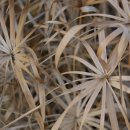 피고지고 이미지