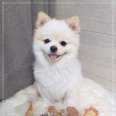 봉구냠냠 이미지