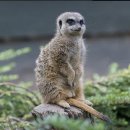 패밀리애견 이미지