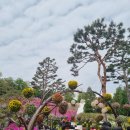 철쭉동산 앞 횡단보도(도장중학교 건너편) | 군포 철쭉동산 철쭉 꽃구경 나들이