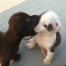 귀여워 강아지 이미지