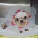 아랑동물병원 이미지