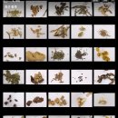 처음 그리는 그림<일상을 담다> | 한약학과 본초학 실습 후기 | 해표약·청열약 직접 만지고 맛본 날 + 아이스 오미자 만들기