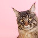 츄츄동물병원 이미지