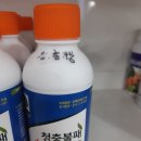 진딧물 노린재 버글버글하네 이미지