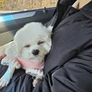 산책하는 강아지 | 세종애견미용 조치원애견미용 산책하는강아지 다녀왔어요 | 세종강아지미용 세종강아지목욕 후기