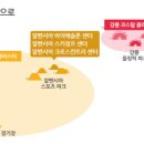 알펜시아 스포츠파크 바이애슬론 경기장 이미지