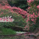 명옥헌원림2(입구) 이미지