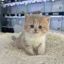 퓨어펫 강아지분양 고양이분양 울산점 이미지