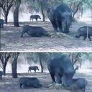 코뿔소PC 이미지