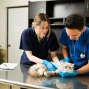 충청동물병원 이미지