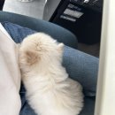 위더스 동물메디컬센터 부설 동물보호센터 | 포인핸드 | 유기견 입양 | 믹스견 | 위더스동물보호센터