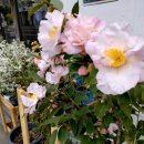 중문동-8 이미지