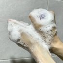 시어스팜 이미지