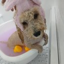 꾸미애견 네이버블로그