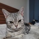 호텔이냥 이미지