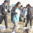 도그매니져 네이버블로그