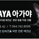 제주 애견 아가야 이미지