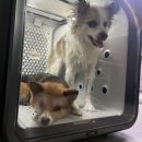 펫페이지 | 펫드라이룸 찾는 보호자님들, 세이버 퐁고 후기 모아봤어요!