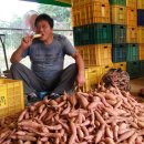 행복한작은고구마 이미지