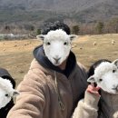 재용목장 네이버블로그