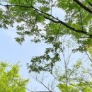 울진봄날애햇살 이미지