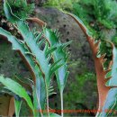 여름 햇살과 찰떡궁합 식물들 이미지