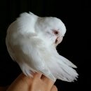 카페페스카 이미지