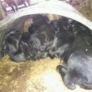 정선베다니자연농장 이미지