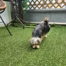 어울리개 이미지