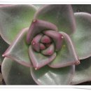 이쁜손 이쁜얼굴 이미지