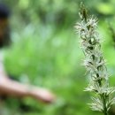 수원-1968 이미지