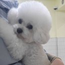 마이핫독 이미지