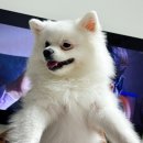 메디F | 🐾 [메디퍼피 액티브 F] 강아지 관절 &amp; 체지방 관리 영양제 체험 후기