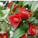 오동도 산책로입구 이미지