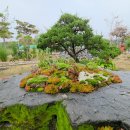 설렘 | 충북 옥천 설렘조경 카페 방문 후기 🌿 사람 빼고 다 파는 감성 힐링 카페